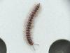 Oxidus gracilis